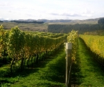 Martinborough Vineyard.