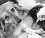 Последний акт любви: почему эвтаназия — это не предательство, а освобождение