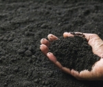 Отличительные особенности чернозема
